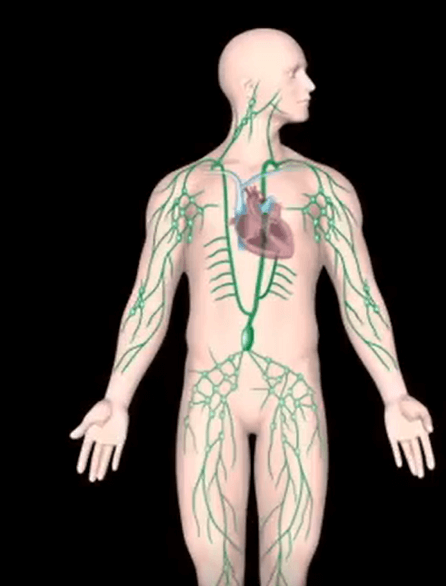 The Lymphatic System Overview